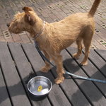 ドッグデプトガーデン - ワン用のお水もくれます