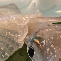 河太郎 中洲本店 - 透明イカ　ヌルい