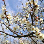 寿司の美登利 - 駅の反対側の羽根木公園は梅の名所