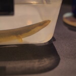 プレゼンテ スギ - 鰻