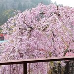 洞川温泉 宿 花屋徳兵衛 - 東の天空の部屋からの枝垂れ桜