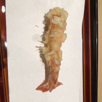 てんぷら 近藤 - エビ　甘い！まんまで食べるより甘い