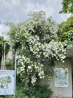 Chikashoku Sakura - 何の木？
