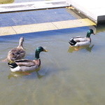 スパイスれすとらん cardamom - 川沿いの歩道の お鳥様