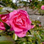 合掌レストラン 大藏 - 日本庭園には椿の花。春を告げる、ふきのとうの栽培も