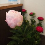 食彩　けん玉 - 