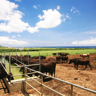 直営牧場で大事に育てられた「石垣牛」は絶品
