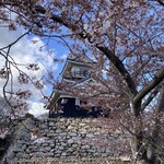 勢麟 - 桜咲く浜松城