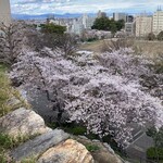 勢麟 - 桜咲く浜松城