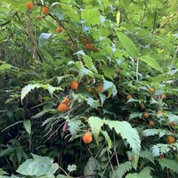 美山荘 - 参道をそぞろ歩けばキイチゴ。