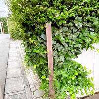TACUBO - 
