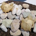 ラ・ヴァガボンド - ほおずき