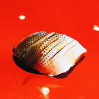 寿斗 ふかがわ - こはだ