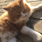 ヒルトップファーム - 