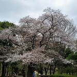 パークス野川 - 野川公園の桜