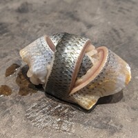 鮨こゝろ - コハダ