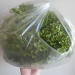 松原農園 - レタス