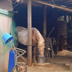 Ramen Kairikiya - キャンプ場で飼われているお馬さん！
      ※お店の内容とは関係ありません。