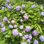 ラーメン二郎 - 紫陽花の季節