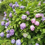 ラーメン二郎 - 梅雨だね～