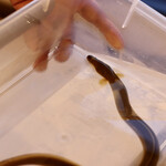 プレゼンテ スギ - 