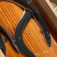 にょろ助 銀座 - 