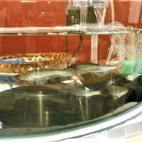 和食堂 山里 ホテルオークラ福岡 - 目の前の水槽で泳ぐ稚鮎たち