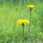 にかいや - 近くの公園に咲くブタナ