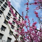 2013.3.2　お庭の梅が見ごろでしたよ