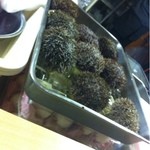 耕作 - 馬ふんウニ