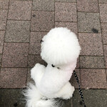 旬采 - 再びママの足元で人々を観察