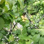 炭焼地鶏 山蔵 - 