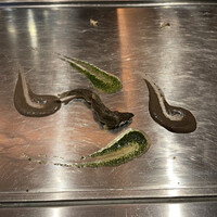 くずし鉄板 あばぐら 神田店 - 