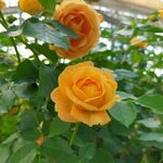 ASO MILK FACTORY レストラン - 