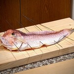 勢麟 - この甘鯛、絶対、激おこ・・・(;・∀・)