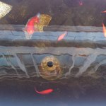 竹屋 - 店の前の池にいる金魚