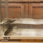 御料理 寺沢 - 天竜川の活け鮎