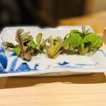 日本橋 蕎ノ字 - ☆山野草のクルミの新芽は山形のマタギが山から採ってきた。