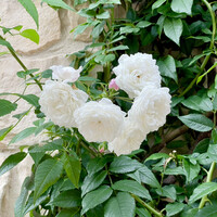 ソンブルイユ TOKYO - 