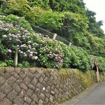 KOYAMA - 道端の紫陽花