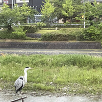 京料理 本家たん熊 本店 - 
