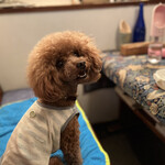 ＭＯＭＩＮＯＫＩ ＨＯＵＳＥ - ご機嫌なシェリ♪