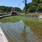 能勢倶楽部ジェラート工房 - まわりは田んぼ