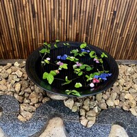 芹生 - 