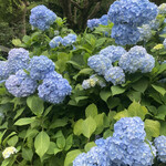 イチリン ハナレ - 