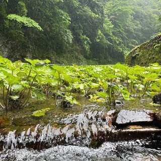 天城の産地直送の生わさび