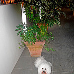 エビスエスクラッシコ - 