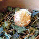 レヴォ - 甘鯛とジャガイモのクロケット