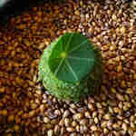 レヴォ - 甘鯛とジャガイモのクロケット