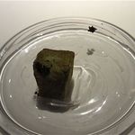 フロリレージュ - □いグリーンオリーブ